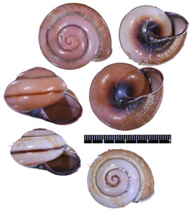 サランガンカスリマイマイ Chloraea saranganica small