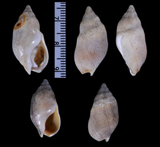 カタハリナツメバイ (仮称) Buccinanops deformis small