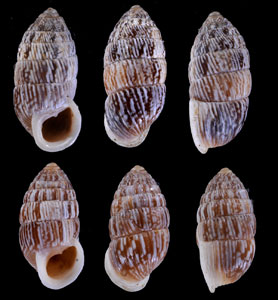 アランゴオオタワラ (仮称) Cerion arangoi small