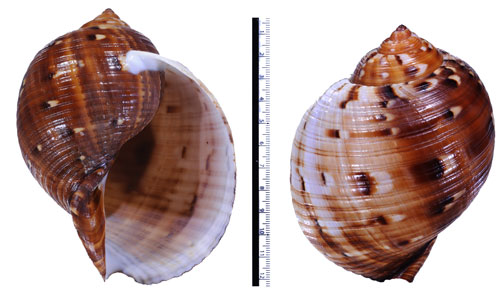 ミフウズラガイ Tonna chinensis small