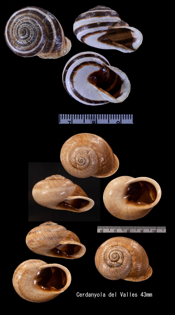 ソバカスサラセンマイマイ Otala punctata small