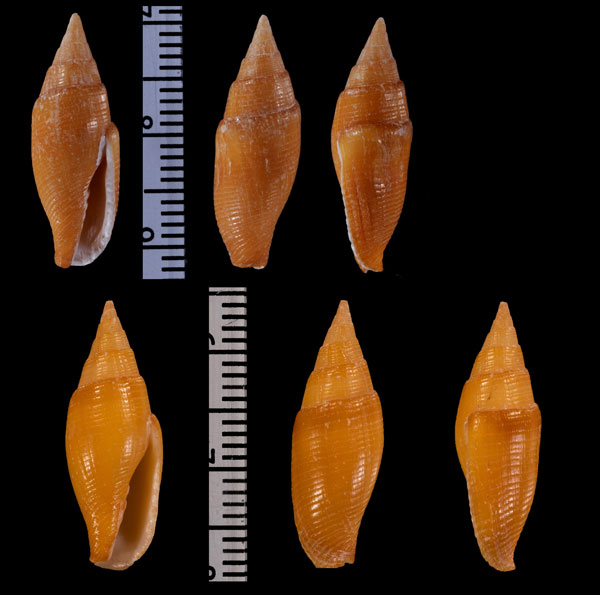 ホソウスチャフデ Mitra fulvescens telum small