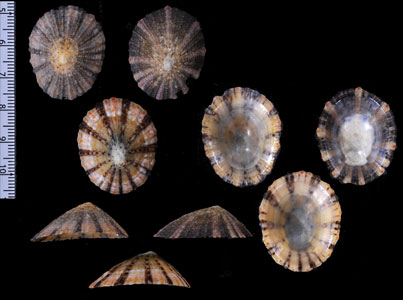 ゴウシュウカサガイ Cellana tramoserica small
