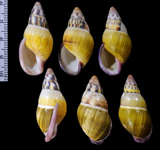 ミドリサカサマレーマイマイ (仮称) Amphidromus stevehubrechti small