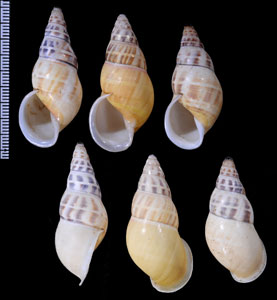 リューズラーマレーマイマイ (仮称) Amphidromus reuselaarsi small