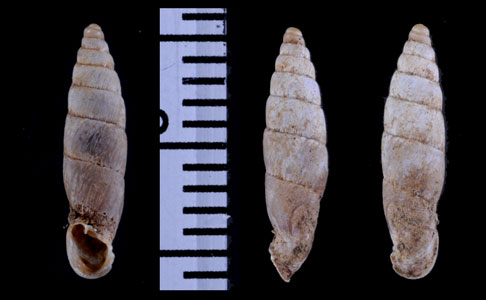 タルマギセル Parabalea gibbosula small