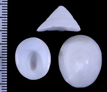 エンスイカサガイ Acmaea mitra small