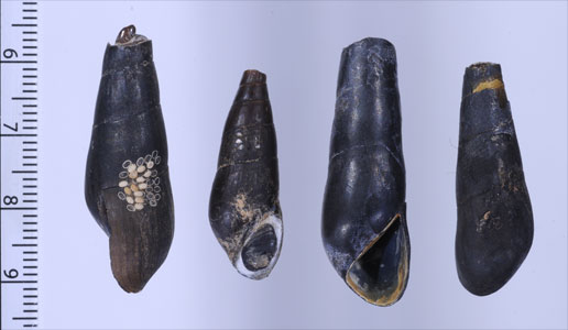 スグカワニナの仲間 Stenomelania digitalis small
