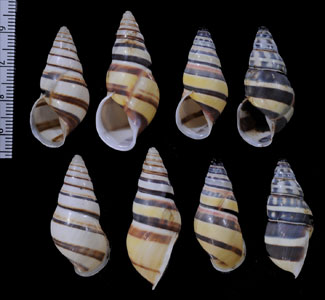 ウズマキマレーマイマイ (仮称) Amphidromus marieabbasae small