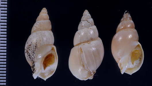 ウルグアイナツメバイ (仮称) Buccinanops uruguayensis small