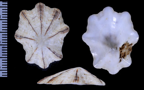 ホシガタカサガイ Scutellastra chapmani small