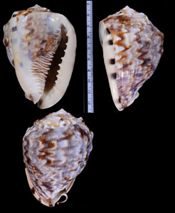 ホノオトウカムリ Cassis flammea small