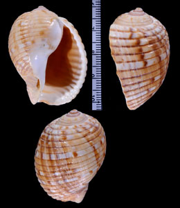 ナンアヤツシロガイ (仮称) Tonna berthae small