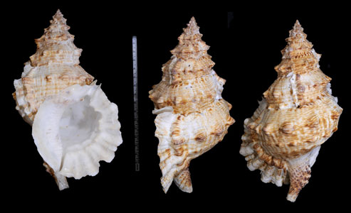 ヘソアキナルトボラ Tutufa tenuigranosa small