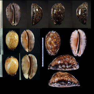 クロヤクシマダカラ Mauritia arabica immanis rudimaculosa small