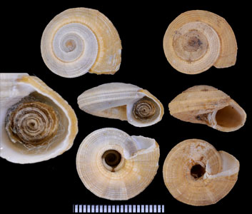 ニセワライロナワメグルマ Heliacus fallaciosus small