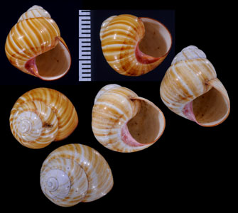 チャイロコダママイマイ Polymita brocheri ovandoi small