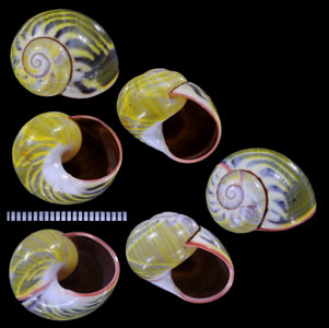 キイロイナズマコダママイマイ (仮称) Polymita sulphurosa flammulata iridans small