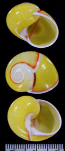 ベニツケコダママイマイ Polymita venusta small