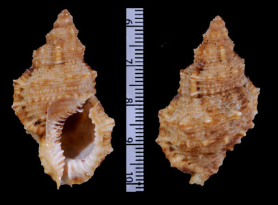 フォスターウネボラ (仮称) Bursa fosteri small