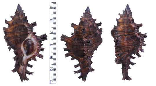 ジェシカガンゼキ (仮称) Chicoreus jessicae small