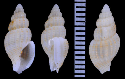 トウダカトクサバイの仲間 Antillophos monsecourorum small