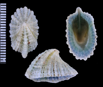 カゴメチドリガサ Montfortista panhi small
