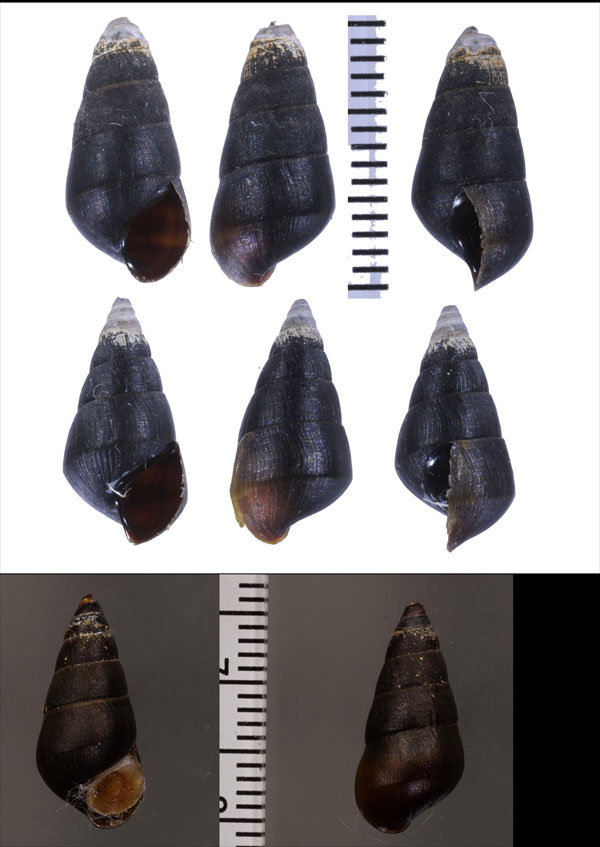 キューバのカワニナの仲間 Pachychilus nigratus small