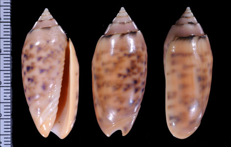 サツマビナの一型 Oliva amethystina nebulosa small