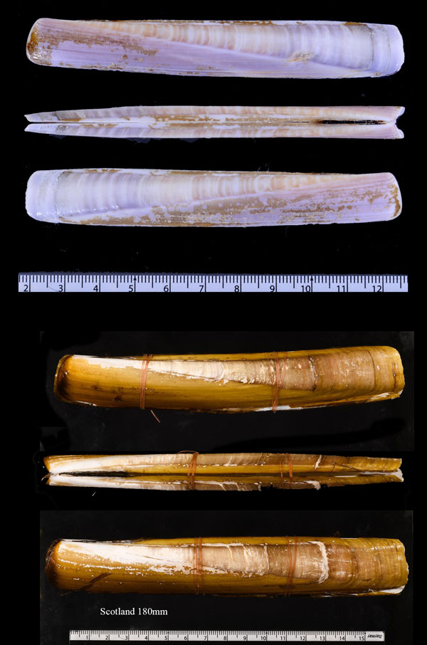 ヨーロッパマテガイモドキ Ensis siliqua small