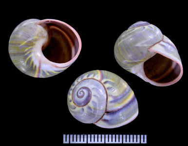 ムラサキイナズマコダママイマイ (仮称) Polymita sulphurosa flammulata violacea small