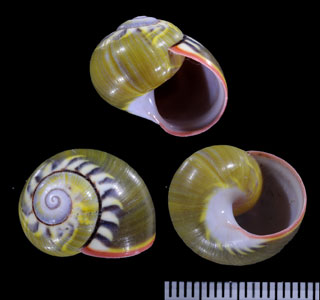 ミドリコダママイマイ Polymita sulphurosa flammulata viridis small
