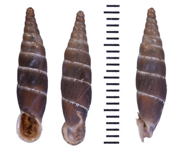 レプレヴィエリギセル (仮称) Cristataria leprevieri small