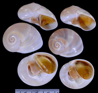 ジョセフィンツメタガイ Neverita josephinia small