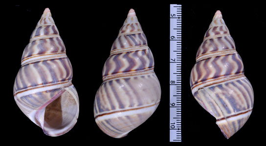 トラフイトヒキマイマイ Liguus flammellus small