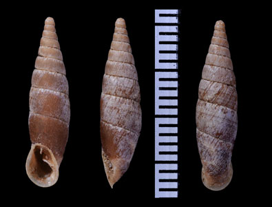 イタラオーストリアギセル (仮称) Charpentieria itala itala small