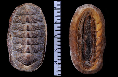 カドヒザラ Chaetopleura angulata small
