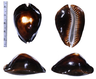 ロッセルダカラ ラティストマ Zoila rosselli latistoma small