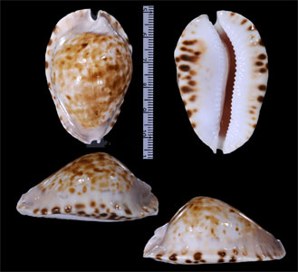 ヘルメットダカラ Zoila marginata marginata small