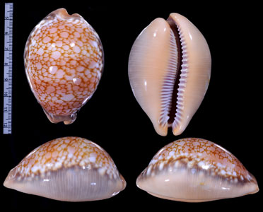 サラサダカラ Lyncina broderipii broderipii small