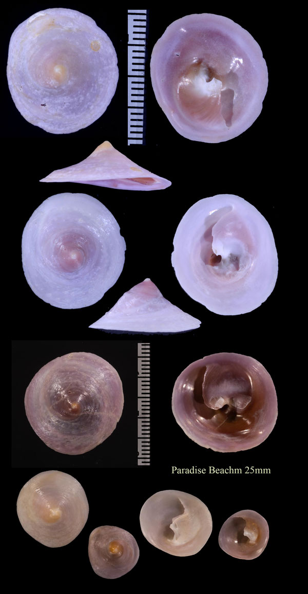 ホンカリバカサガイ Calyptraea chinensis small