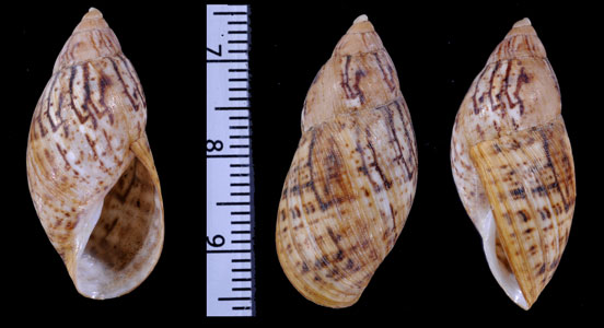 シマハラブトサボテンマイマイ (仮称) Plectostylus reflexus small