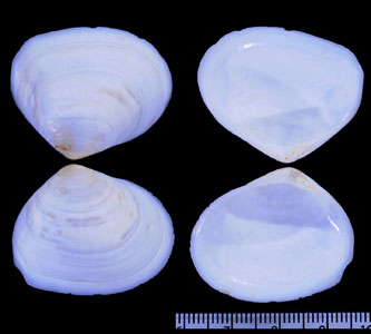 ヨワヒダトリシラトリ (仮称) Asthenometis asthenodon small