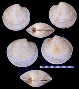 タイセイヨウカガミ Dosinia exoleta small