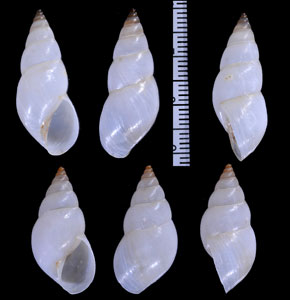 チチイロトウガタマイマイ (仮称) Bulimulus marmatensis small