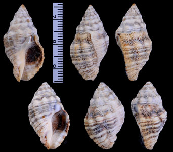 コガネレイシダマシ Cronia aurantiaca small