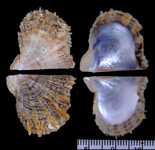 ケープアコヤガイ (仮称) Pinctada capensis small