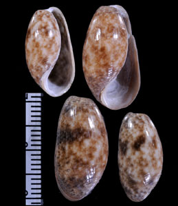 タイセイヨウナツメガイ Bulla striata small