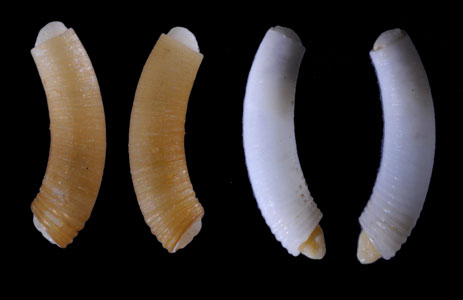 ヒノイデミジンツツ Caecum hinoidei small