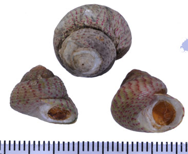 ネマキシタダミ Gibbula divaricata small